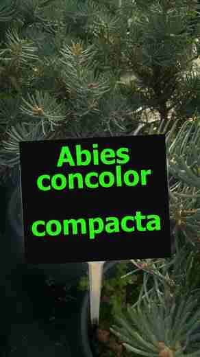 Abies concolor compacta, jedle ojíněná 2.jpg