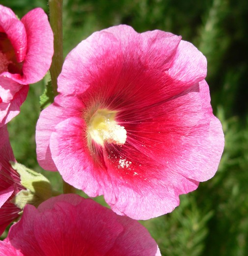 Alcea rosea - Topolovka růžová