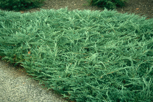Juniperus horizontalis 'Bar Harbor' - Jalovec