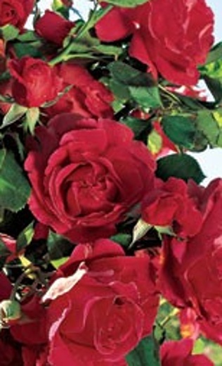 Růže velkokvětá pnoucí červená