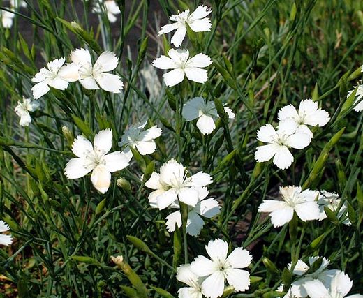 Dianthus barbatus - Hvozdík bradatý bílý