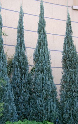 Juniperus scopulorum 'Blue Arrow' - Jalovec