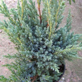 Juniperus communis ´Meyer´ - Jalovec