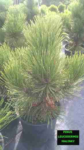 Pinus Leucodermis Malinki  , borovice bělokorá.jpg
