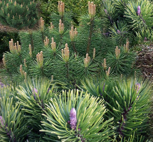 Pinus mugo pumilio - Borovice