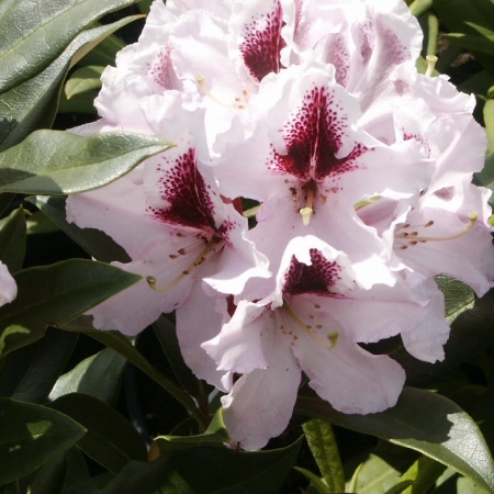 Rhododendron Hyperion.jpg