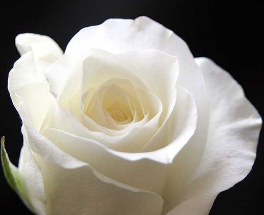 Růže velkokvětá keřová bílá