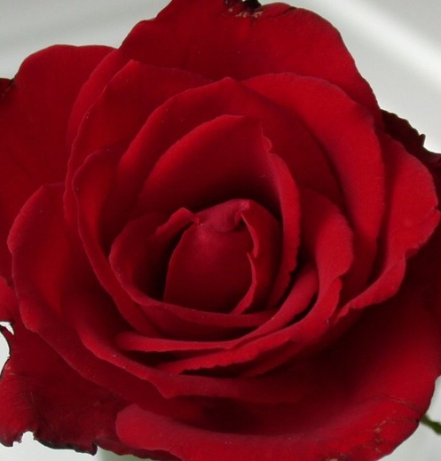 Růže velkokvětá keřová červená