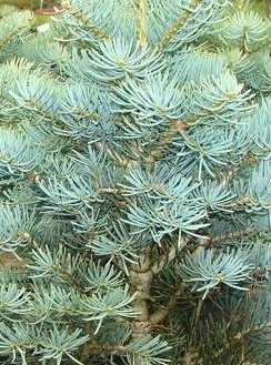 ABIES CONCOLOR JEHLICE.jpg