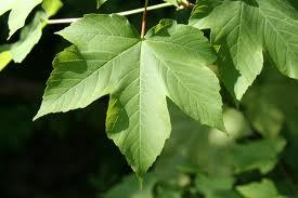 Acer pseudoplatanus - Javor klen