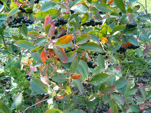 Aronia melanocarpa - Arónie černá