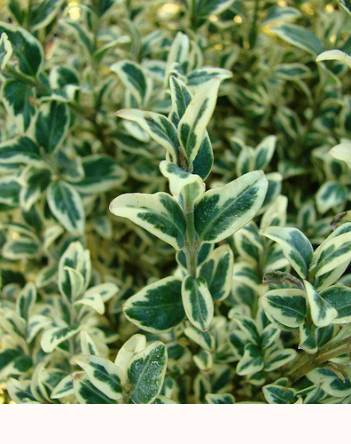 Buxus sempervirens Aureovariegata - Zimostráz