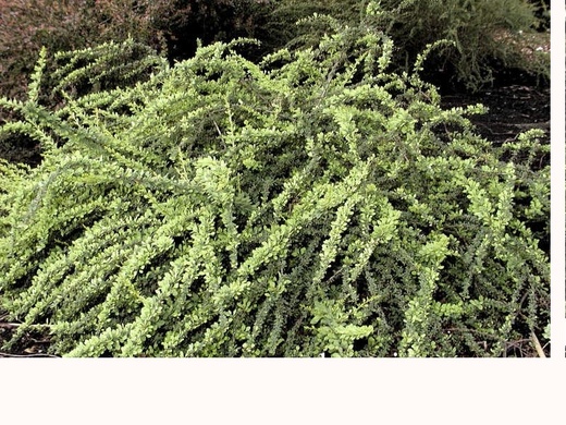 Berberis thunbergii Green Carpet - Dřišťál