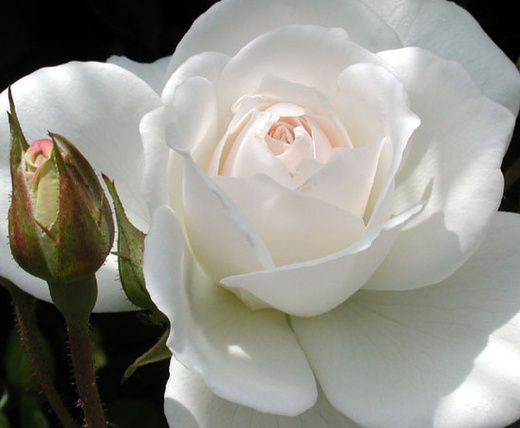 Růže velkokvětá pnoucí bílá