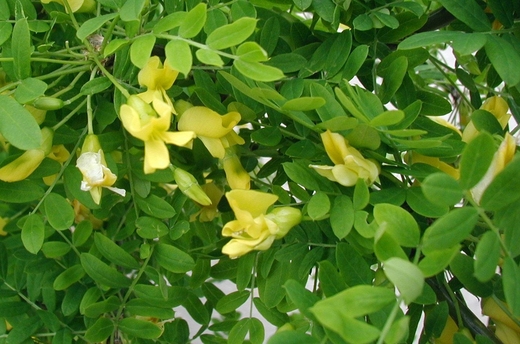 Caragana-arborescens-flowers.JPG
