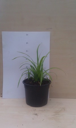 Carex morrowii - Ostřice japonská