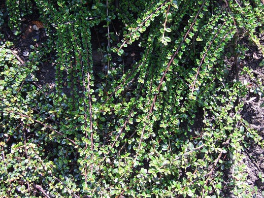 Cotoneaster_microphyllus_a2.jpg