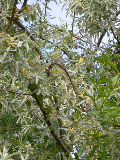 Elaeagnus angustifolia - Hlošina úzkolistá