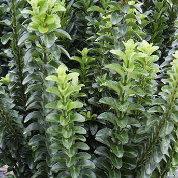 Euonymus japonicus ‘green spire’ - Brslen