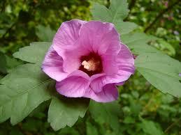 Hibiscus syriacus - Ibišek syrský fialový
