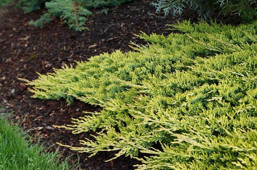 Juniperus horizontalis Golden Carpet - Jalovec zlatý koberec