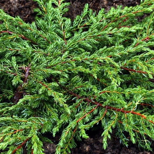Juniperus communis ´Repanda´- Jalovec polehavý