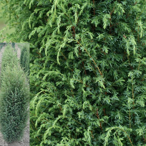 Juniperus Communis Hibernica - Jalovec hibernica