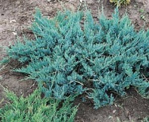 Juniperus horizontalis 'Blue Chip' - Jalovec polehavý modrý