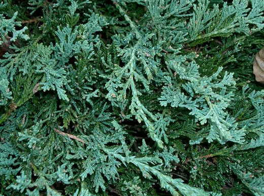 Juniperus_horizontalis_Wiltonii.jpg