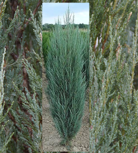 Juniperus raketa pro eshop.jpg