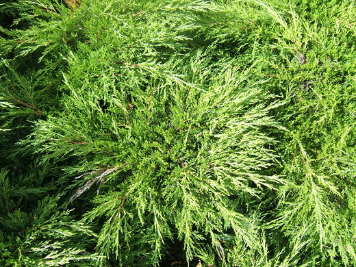 Juniperus sabina 'Tamariscifolia - Jalovec
