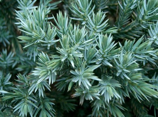 Juniperus squamata ´Blue Carpet - Jalovec modrý koberec