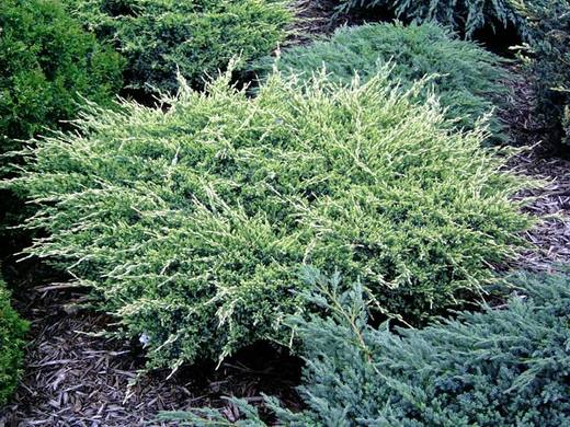 Juniperus squamata ´Holger´ - Jalovec