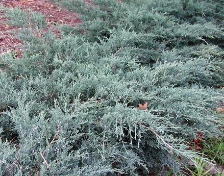 Juniperus virginiana ´Grey Owl´ - Jalovec polehavý modro-šedý