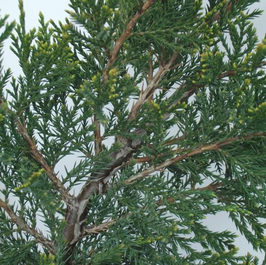 Juniperus media 'Mint Julep' - Jalovec