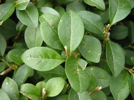 ligustrum-ovalifolium-leaf.jpg
