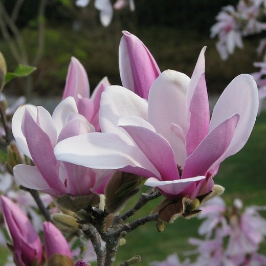 magnolia-george-henry-kern.jpg