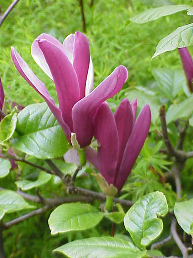 Magnolia liliflora Susan - Šácholan liliokvětý