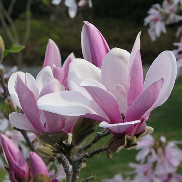 Magnolia george henry kern - Šácholan