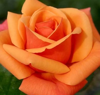 Růže velkokvětá keřová oranžová