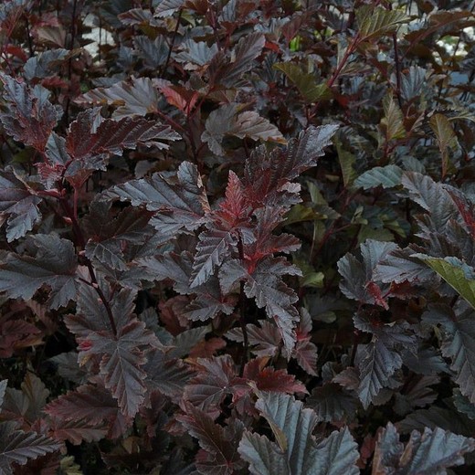 Physocarpus opulifolius - Tavola kalinolistá tmavě červená