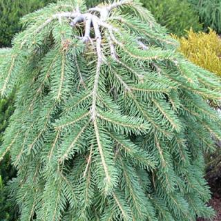 Picea abies 'Formanek' - Smrk plazivý