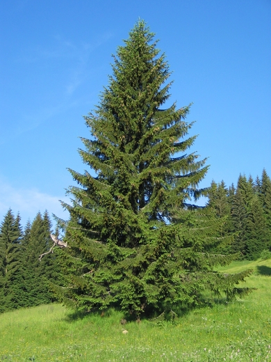Picea abies - Smrk ztepilý