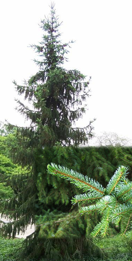 Picea OMORICA - Smrk omorika
