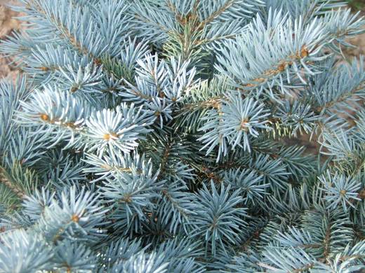 Picea pungens Glauca Globosa - Smrk stříbrný
