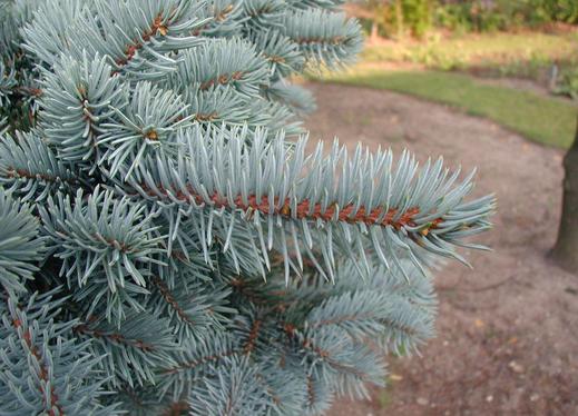 Picea Pungens - Smrk pichlavý