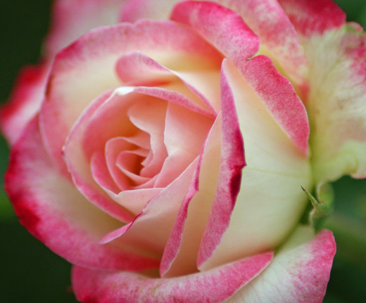 Růže velkokvětá keřová bílo-růžová