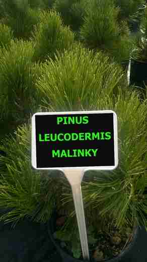 REAL FOTO  Pinus leucodermis Malinki