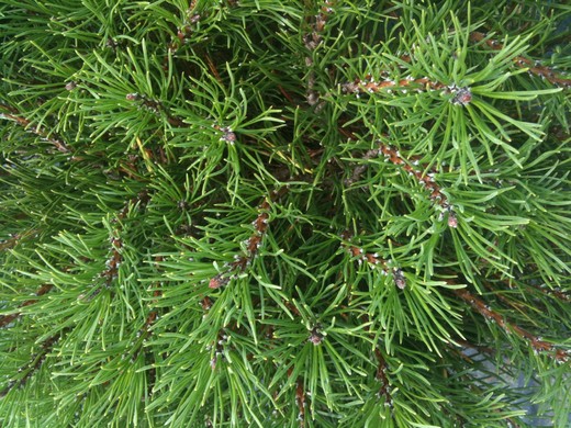 Pinus mugo pumilio - Borovice kleč