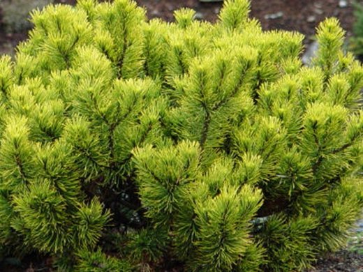 Pinus mugo Winter Gold - Borovice kleč zlatá